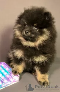 Additional photos: Adorable Pomeranian girl