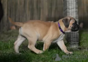 Additional photos: bullmastiff female Daila available