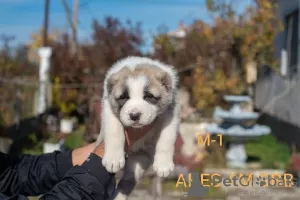 Additional photos: Central Asia Shepherd Dog Puppies