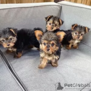 Photo №1. yorkshire terrier - for sale in the city of Gera | 358$ | Announcement № 130476