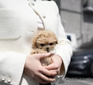 Photo №3. Maltese puppy. Germany