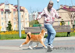 Additional photos: Akita Inu Boy (Hachiko)