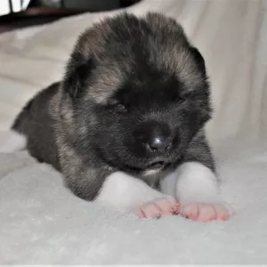 Photo №3. American Akita. Russian Federation