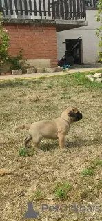 Additional photos: Bullmastiff puppies