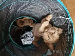 Additional photos: Sell Burmese kittens