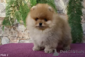 Photo №1. pomeranian - for sale in the city of Сигулда | 1268$ | Announcement № 36299