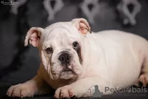 Photo №2 to announcement № 52195 for the sale of english bulldog - buy in Ukraine from nursery, breeder