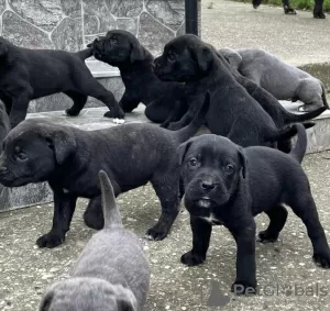 Additional photos: Cane Corso puppies