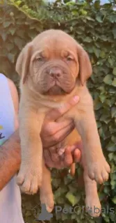 Photo №1. dogue de bordeaux - for sale in the city of Jüchen | negotiated | Announcement № 126329