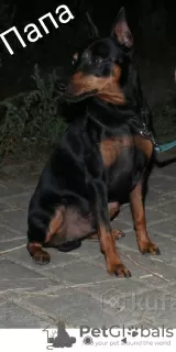 Photo №2 to announcement № 18286 for the sale of miniature pinscher - buy in Belarus private announcement