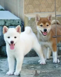 Photo №1. shiba inu - for sale in the city of Prague | negotiated | Announcement № 129015