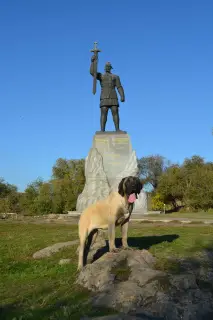 Additional photos: English Mastiff bred puppies