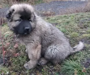 Additional photos: Caucasian Shepherd Dog. Puppies