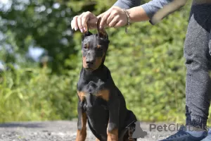 Additional photos: Doberman puppies from a lovely couple