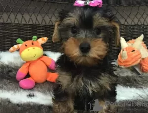 Photo №3. Yorkshire Terrier puppies. Slovakia