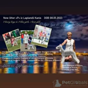 Photo №1. bedlington terrier - for sale in the city of Мончегорск | negotiated | Announcement № 64741