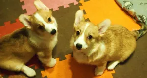 Additional photos: New year, smiling and cheerful puppies Corgi Pembroke