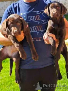 Photo №3. Chocolate Labrador, female puppies. Serbia