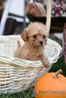 Photo №1. poodle (dwarf) - for sale in the city of Żabalj | negotiated | Announcement № 70819