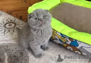 Photo №1. scottish fold - for sale in the city of Reykjavík | 317$ | Announcement № 57203