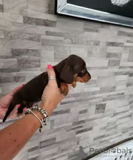 Photo №2 to announcement № 78097 for the sale of dachshund - buy in United States private announcement