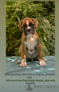 Additional photos: Club German Boxer Puppies