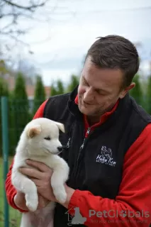 Additional photos: Shiba Inu puppies