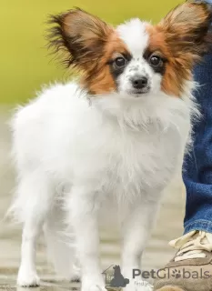 Additional photos: papillon puppies