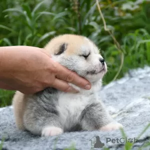 Photo №4. I will sell akita in the city of Cherkassky Bishkin. from nursery, breeder - price - 800$