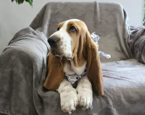 Photo №2 to announcement № 13187 for the sale of basset hound - buy in Russian Federation breeder