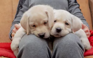 Additional photos: HIGH BREED PUPPIES OF LABRADOR-RETRIVER FROM CHAMPIONS