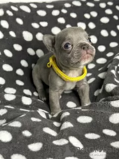 Additional photos: Stunning French Bulldog pups