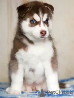 Additional photos: Red blue eyed husky puppies