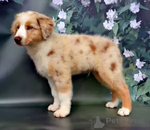 Photo №2 to announcement № 54519 for the sale of australian shepherd - buy in Russian Federation from nursery