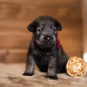 Additional photos: Mittelschnauzer puppies are offered, very beautiful, cute and playful)