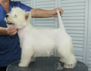 Additional photos: West Highland White Terrier puppy from International Champion