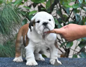 Photo №4. I will sell english bulldog in the city of Nagykőrös. breeder - price - negotiated