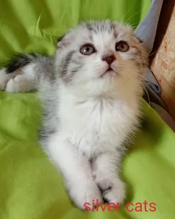 Additional photos: Scottish fold boy