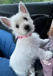 Photo №2 to announcement № 75805 for the sale of west highland white terrier - buy in Lithuania private announcement, breeder