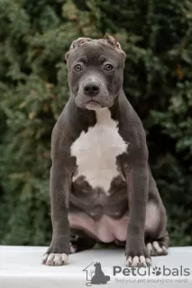 Photo №2 to announcement № 84654 for the sale of american bully - buy in Russian Federation private announcement, breeder