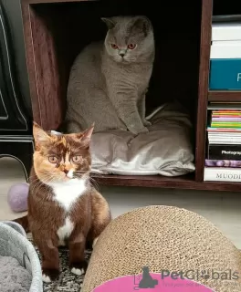 Photo №3. These charming British shorthairs are ticking. Germany