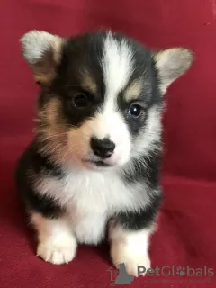 Additional photos: Welsh Corgi Pembroke