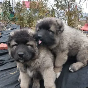 Additional photos: Caucasian Shepherd Dog. Puppies