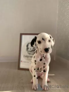 Photo №3. Spotted Dalmatian babies from the elite FULGRIM Dogs kennel. Germany