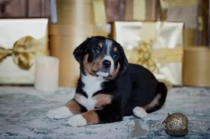 Additional photos: Entlebucher Sennenhund puppies (5 boys and 1 girl). Puppies were born on