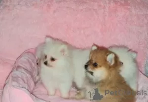 Photo №2 to announcement № 126333 for the sale of pomeranian - buy in Germany private announcement