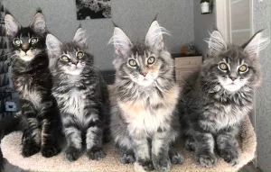 Additional photos: Maine Coon kittens