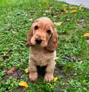 Photo №1. cavalier king charles spaniel - for sale in the city of Göttingen | 475$ | Announcement № 127426