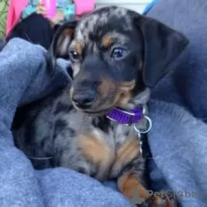 Photo №1. dachshund - for sale in the city of Hartford | 600$ | Announcement № 109908