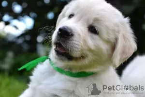 Photo №2 to announcement № 107906 for the sale of golden retriever - buy in Russian Federation from nursery, breeder